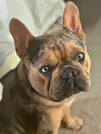 Bulldog francese per monta occhi azzurri