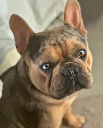 Bulldog francese per monta occhi azzurri