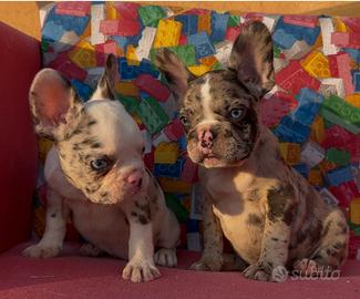 Bulldog francese