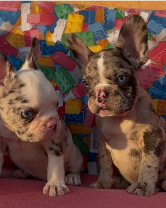 Bulldog francese