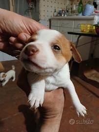 Cuccioli taglia piccola