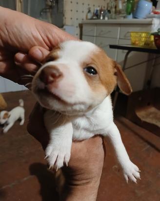 Cuccioli taglia piccola