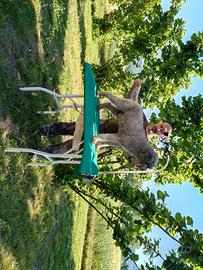 Stallone Lagotto