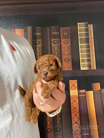 Cuccioli barboncino toy rosso