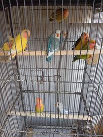 Pappagalli inseparabili