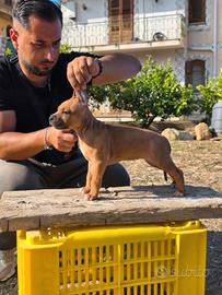 Cucciola di American pitbull terrier ukc