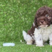 Lagotto romagnolo