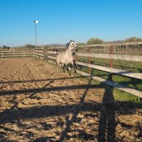 Cavallo Arabo purosangue