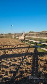 Cavallo Arabo purosangue