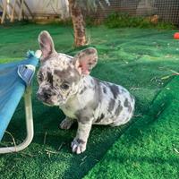 Bulldog francesi esotici