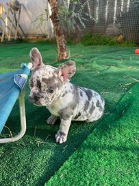 Bulldog francesi esotici