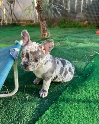 Bulldog francesi esotici