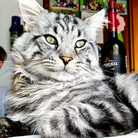 Maine Coon Monta