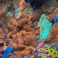 Coralli - per dismissione acquario