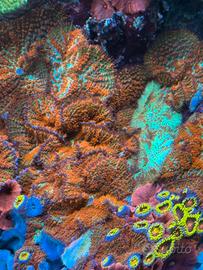 Coralli - per dismissione acquario