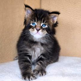 Maine Coon
