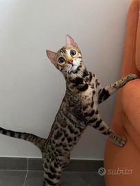 Bengala femmina da riproduzione