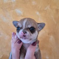 Chihuahua mini mini