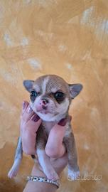 Chihuahua mini mini