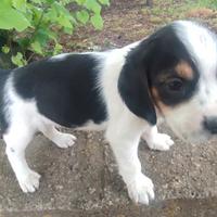 Beagle maschio cucciolo da compagnia