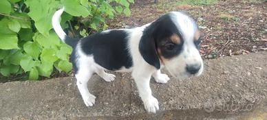 Beagle maschio cucciolo da compagnia