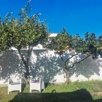 albero limoni e arance