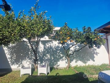 albero limoni e arance