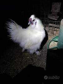 Galletto giovane