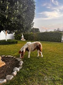 Pony femmina 75cm