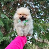 Volpino pomerania cucciolo 400grammi TOY