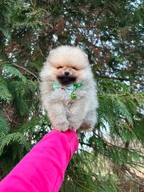 Volpino pomerania cucciolo 400grammi TOY