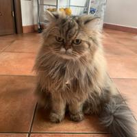 Gatti persiani