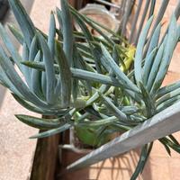 Pianta BABY Curio talinoides