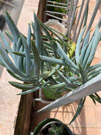 Pianta BABY Curio talinoides