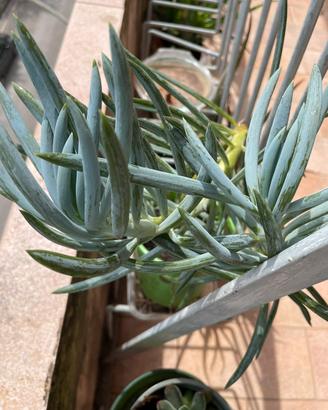 Pianta BABY Curio talinoides