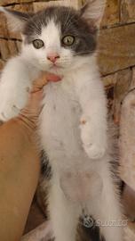 Gattino siberiano 2 mesi maschio