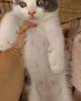Gattino siberiano 2 mesi maschio