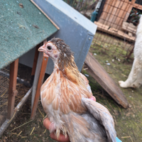 Galline ornamentali