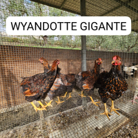 Galline WYANDOTTE GIGANTE