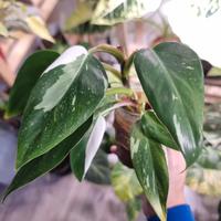 Talea Radicata Philodendron White Whizard