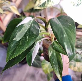 Talea Radicata Philodendron White Whizard