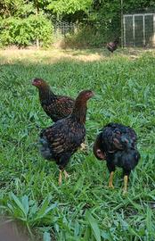 Galline wyandotte