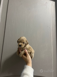 Mini maltipoo toy