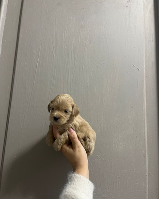 Mini maltipoo toy