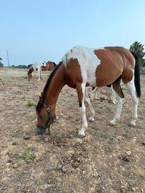 Puledra Quarab