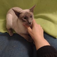 Cucciolo di siamese orientale blu point