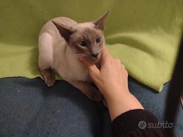 Cucciolo di siamese orientale blu point