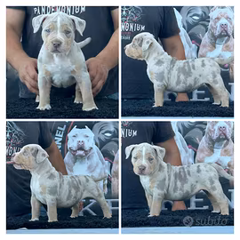 Cuccioli american bully XL/XXL