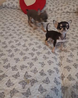 chihuahua