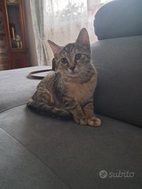 Micina 3 mesetti
